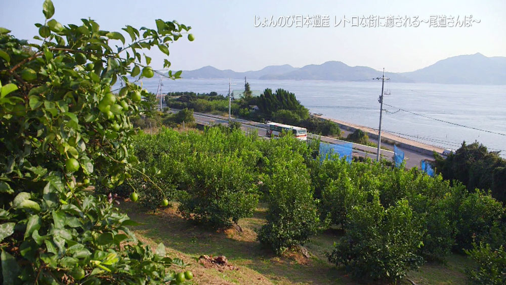 生口島のレモン畑