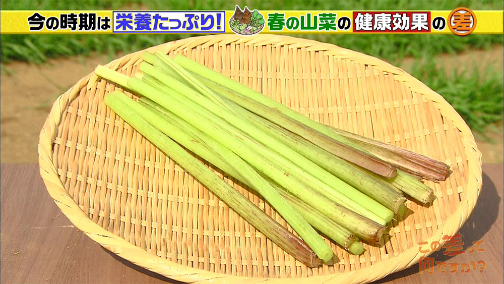 花粉症でお困りの人には「フキ」がおすすめ