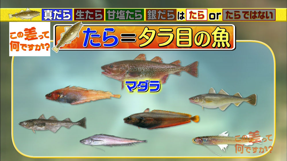 深海魚も混じってます 4つの たら の違いを徹底解説 この差って何ですか ニュース テレビドガッチ