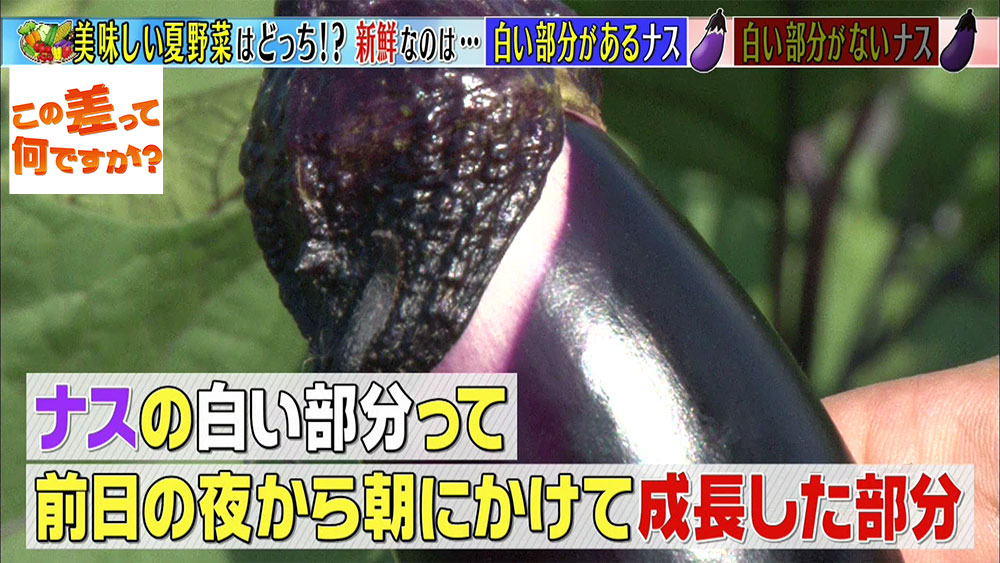 知っておくと得する おいしい野菜の見分け方3選 この差って何ですか ニュース テレビドガッチ