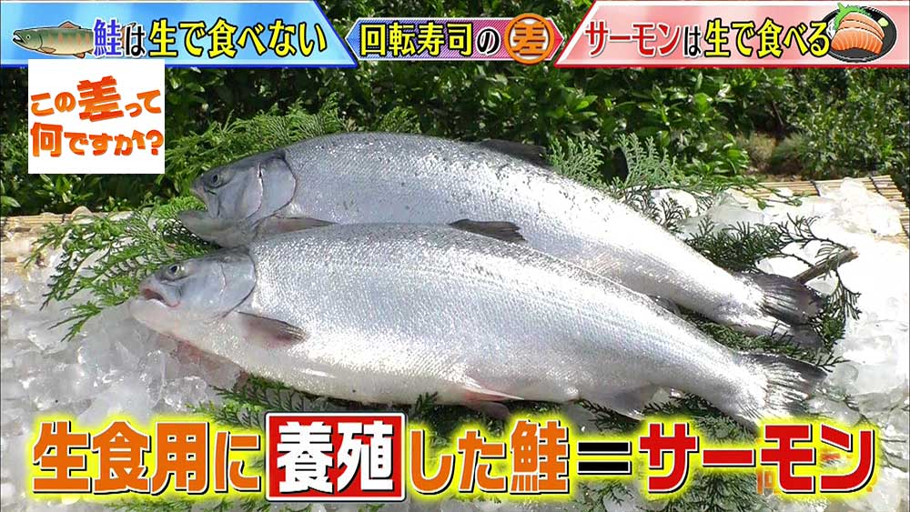 「生食用に養殖した鮭」がサーモン