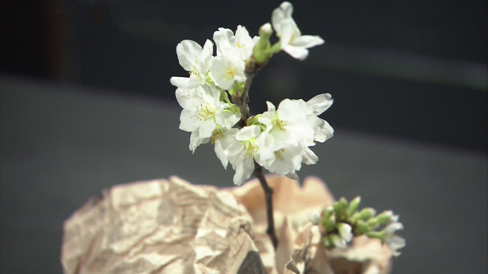 フラワーデザイナー直伝の裏技 花瓶ナシでオシャレにお花を飾る3つのテクニック ぴったんこカン カン ニュース テレビドガッチ