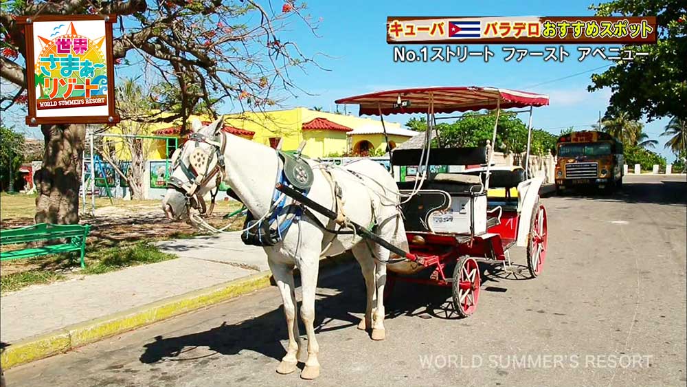 キューバにあるビーチリゾート・バラデロのメインストリートには、「馬車タクシー」というものまであります。