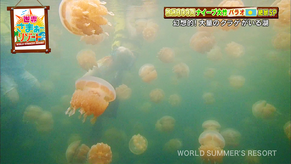 幻想的 たくさんのクラゲと一緒に泳げる湖 ジェリーフィッシュレイク 7つの海を楽しもう 世界さまぁ リゾート ニュース テレビドガッチ
