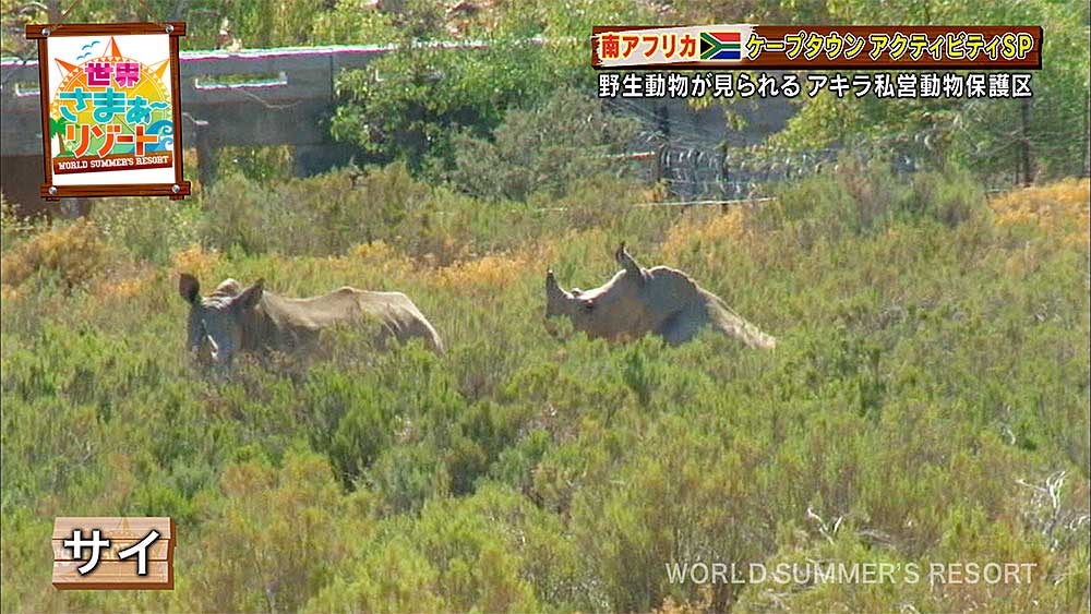 アキラ私営動物保護区で出会えるサイ
