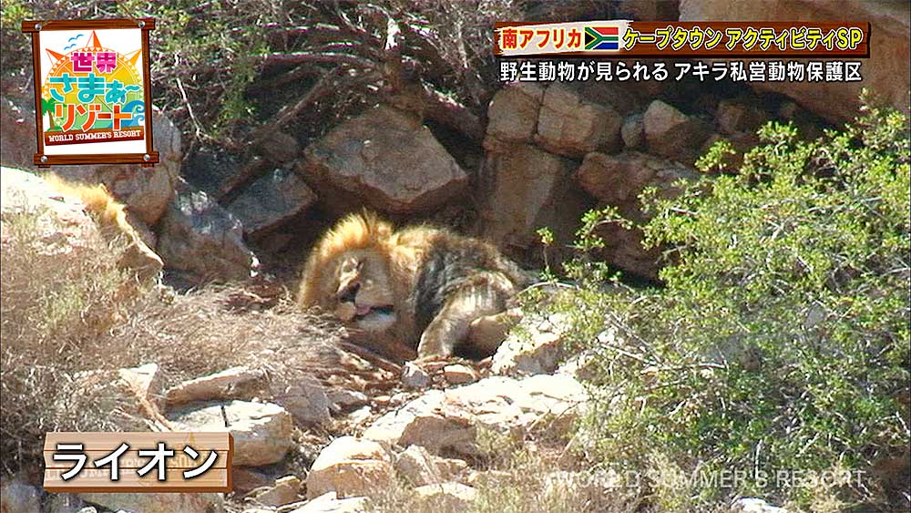 お昼寝をするライオン
