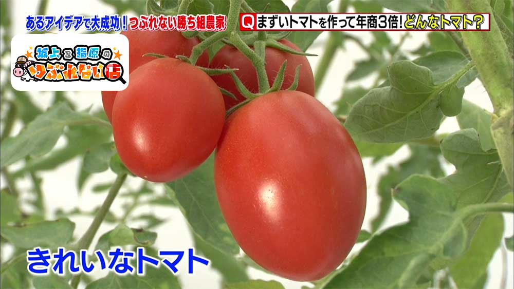 まずいトマト で年商が3倍に 勝ち組農家は目の付け所がスゴイ 坂上 指原のつぶれない店 ニュース テレビドガッチ