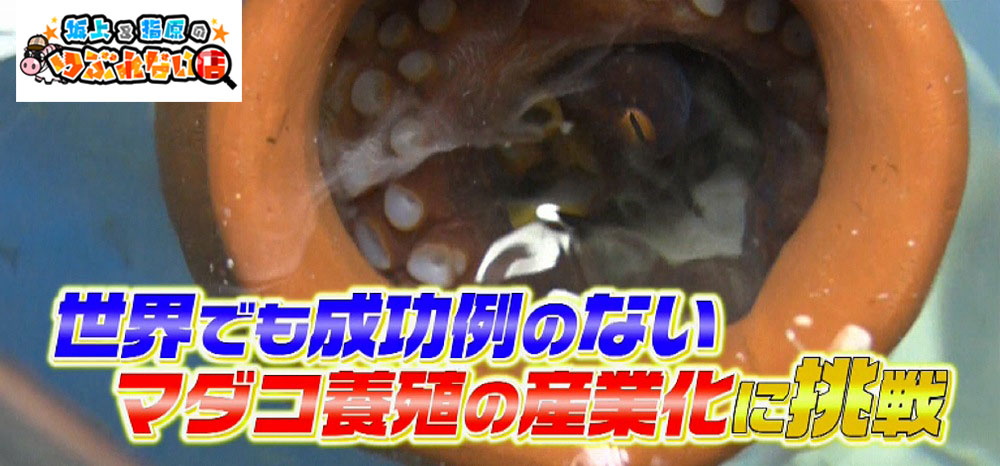 世界でも成功例のないマダコの養殖に挑戦