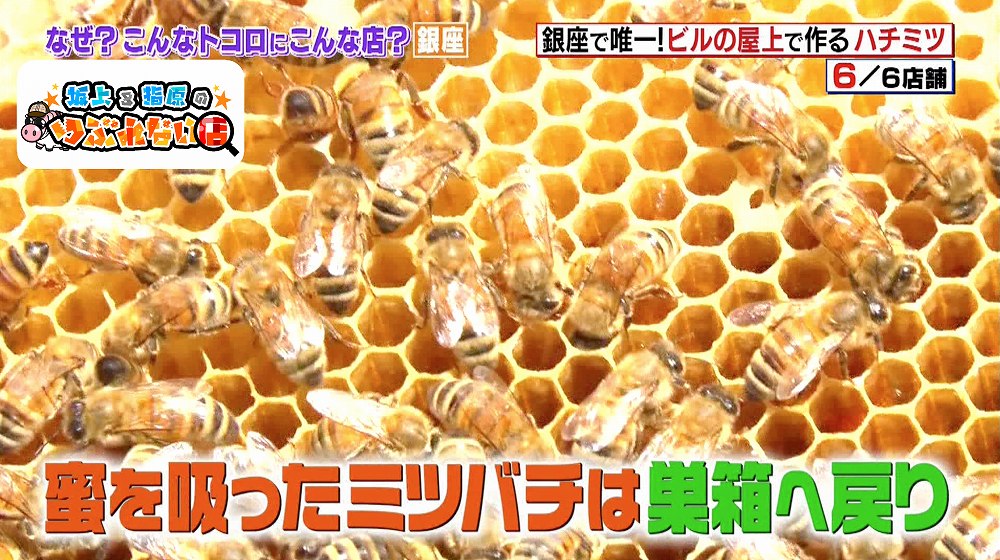 木枠のなかに甘い蜜を蓄えていくミツバチ