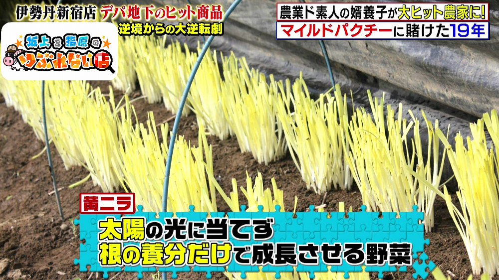 黄ニラ栽培の技術
