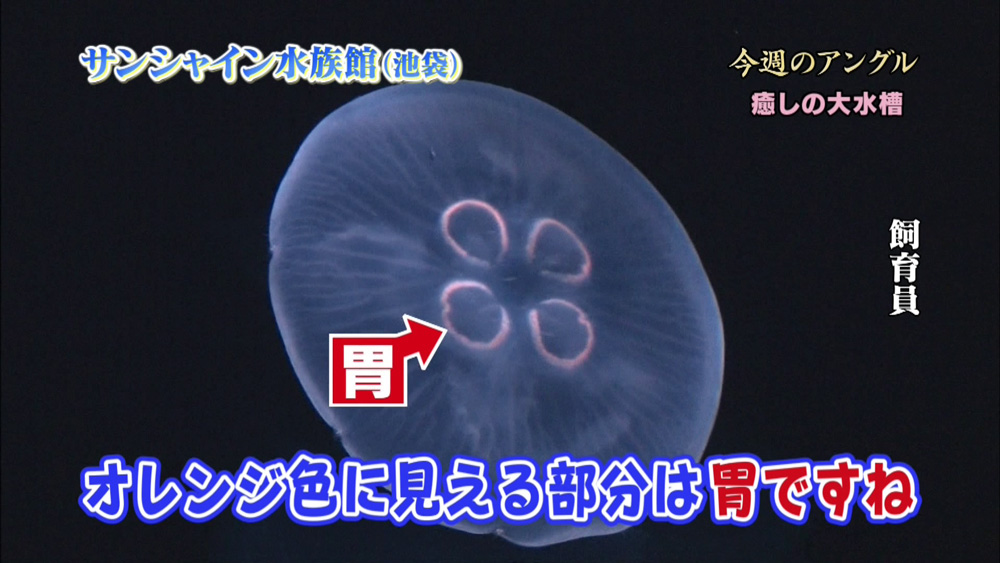 ゆらゆら漂う姿に癒やされる 国内最大級の約1 500個体クラゲ空間がこの夏 誕生 噂の 東京マガジン ニュース テレビドガッチ